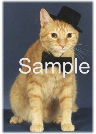 CATN08.jpg